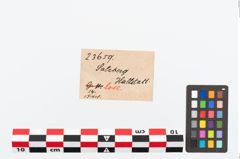 Etikett zu Bronzeschlangenfibel (NHMW-PRAE-023659)